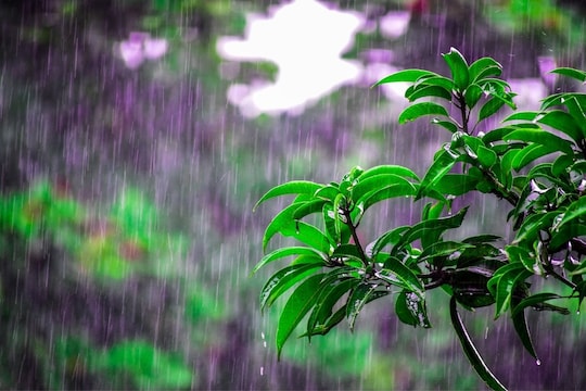 Weather Updates In Maharashtra: राज्यातल्या 'या' भागात पुढील 5 दिवस पावसाच्या मुसळधार सरी, हवामान खात्याकडून अलर्ट