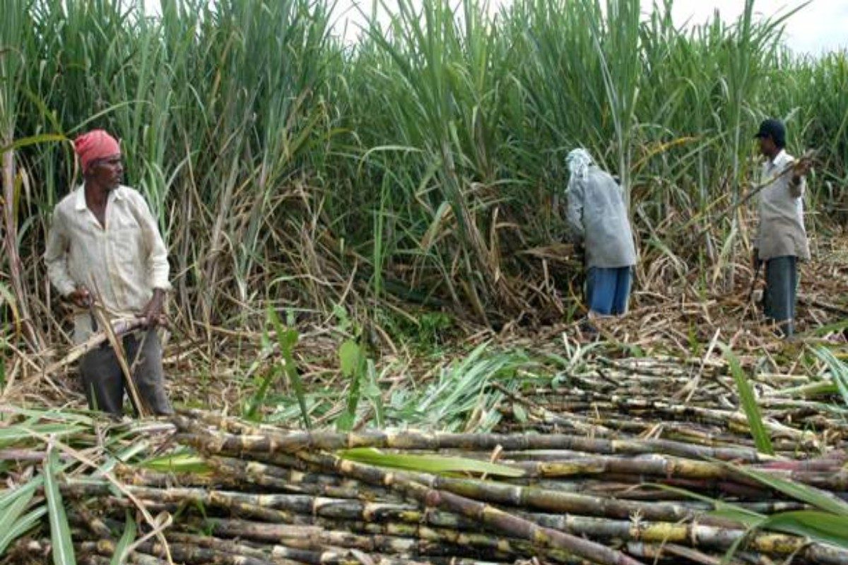 Sugar Factories : सहकारमंत्र्यांच्या जिल्ह्यातच 20 हजार टन ऊस शिल्लक, सर्व कारखाने बंद झाल्याने शेतकऱ्यांनी उचलले टोकाचे पाऊल
