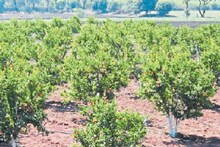 Gardening : कडक उन्हाळ्यात फळबागांचा बचाव करण्यासाठी करून पाहा या सोप्या गोष्टी