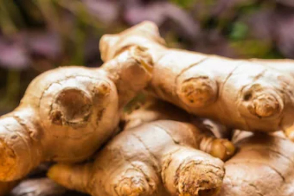 Ginger Side Effects: औषधी गुणधर्म आहे आलं; पण जास्त खाल तर होतील गंभीर दुष्परिणाम