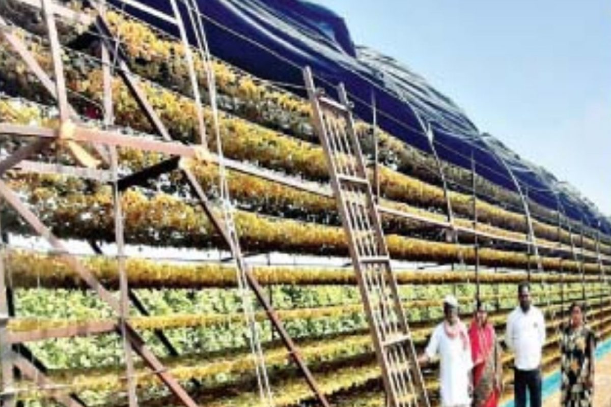 Grape growers farmer : बार्शी तालुक्यातील सुर्डीच्या माळावर शेतकऱ्यांने एक एकरात घेतले 12 लाखांच्या बेदाण्याचे उत्पादन