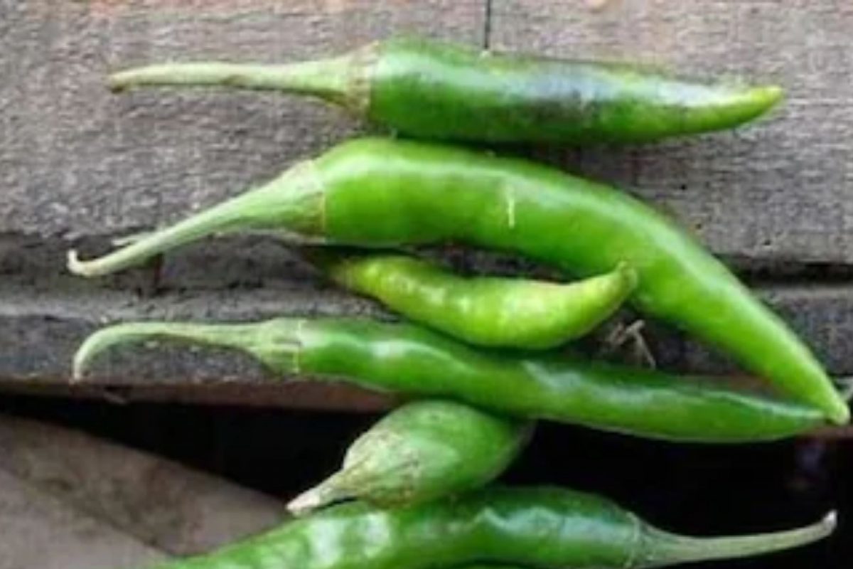 घर आणि दुकानाबाहेर का लावली जाते लिंबू आणि मिरची, काय आहे यामागचे विज्ञान ?