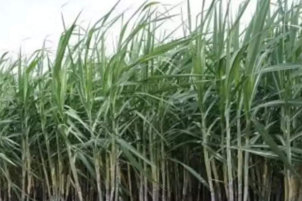 Sugar Production : 7 वर्षांपासून चर्चेत असलेल्या उत्पादन डबल देणाऱ्या उसाच्या नव्या जातीला VSI कडून लवकरच मान्यता