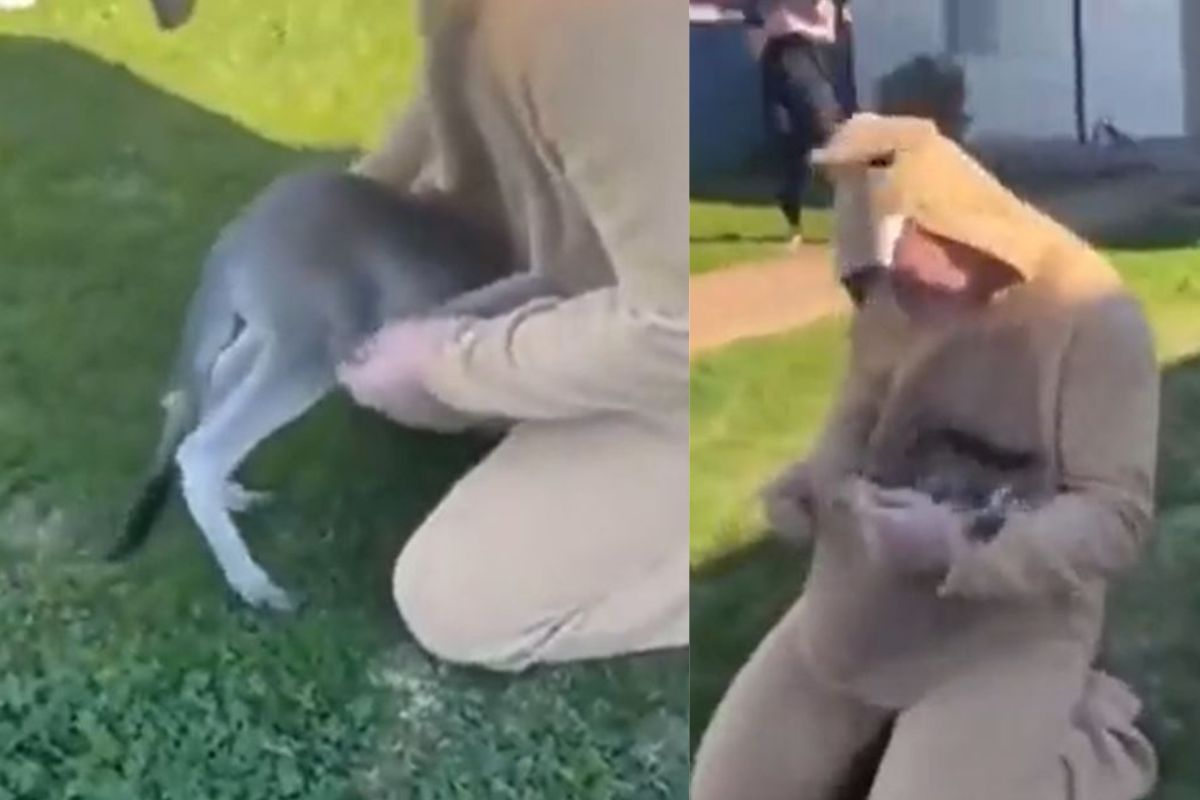 आई कांगारूप्रमाणे पेहराव करून आला व्यक्ती; बघताच पिल्लाने केलं हे काम, मन जिंकणारा VIDEO