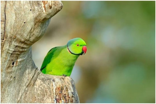 पोपट शोधून द्या आणि इतके हजार जिंका; पक्षाच्या आठवणीने व्याकूळ मालकाने शहरभर लावले पोस्टर्स