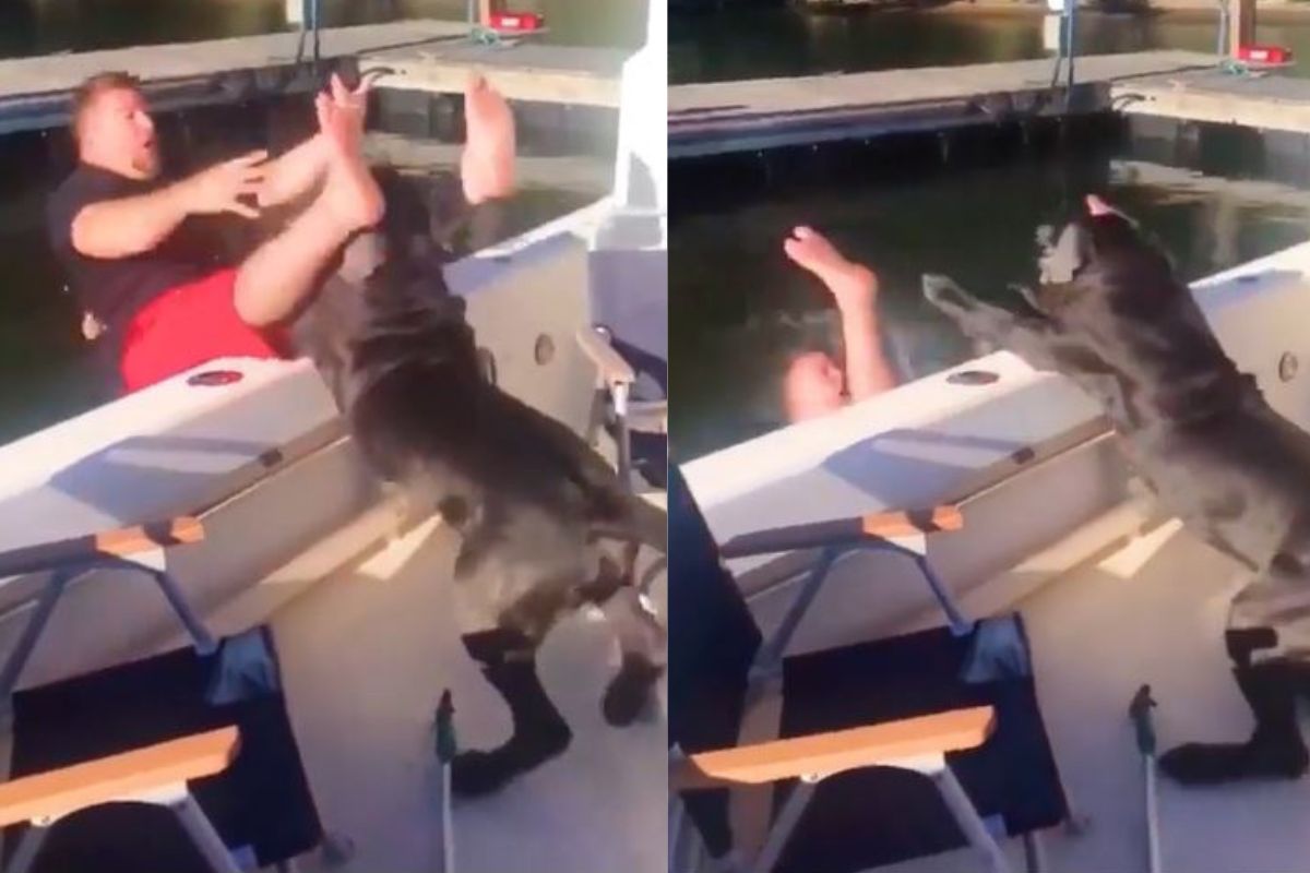 छातीवर चढून श्वानाने मालकाला नदीच्या पाण्यात ढकललं; कॅमेऱ्यात कैद झाली घटना, पाहा VIDEO