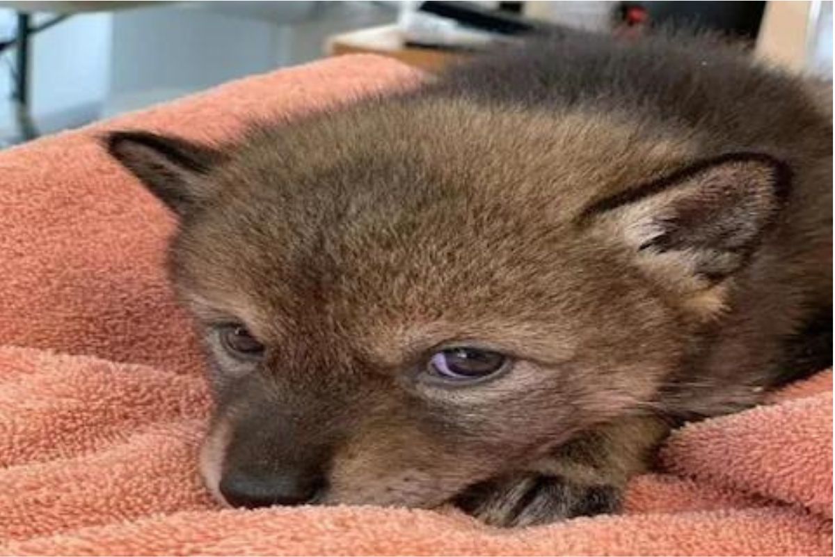 कुत्र्याचं पिल्लू समजून जोडप्याने घरी आणला भयंकर प्राणी; 24 तासातच लक्षात आली चूक, पण...