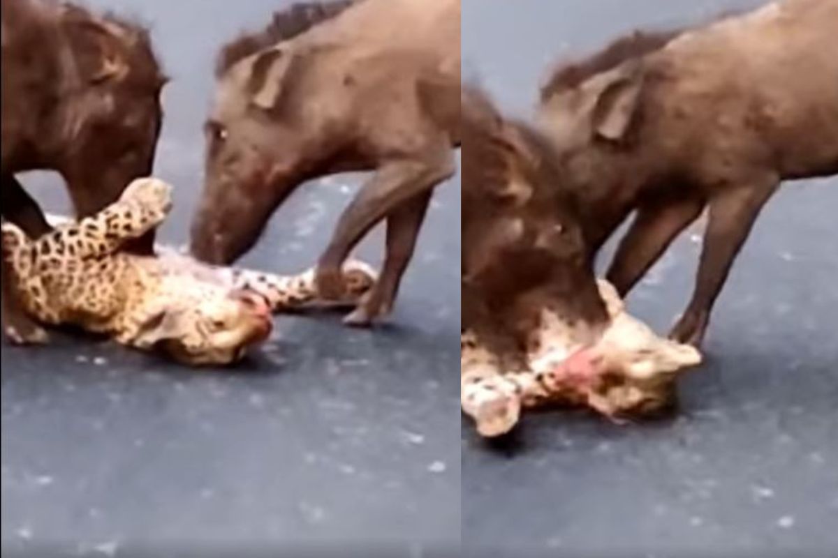 चक्क रानडुकरांनी तोडले बिबट्याचे लचके; शिकारीचा हा VIDEO पाहून व्हाल अवाक