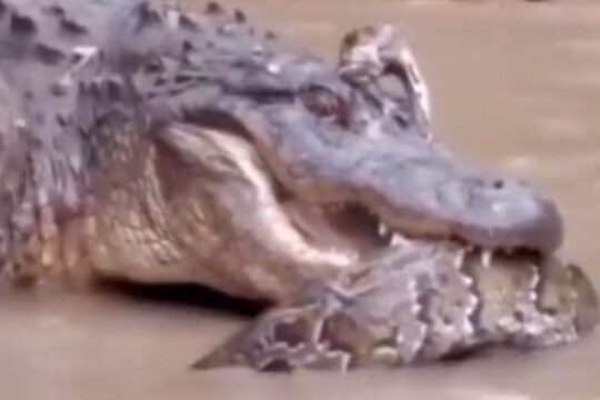 VIDEO : पाण्यात मगर आणि विशालकाय अजगराची जबरदस्त फाईट; अनपेक्षित झाला लढाईचा शेवट