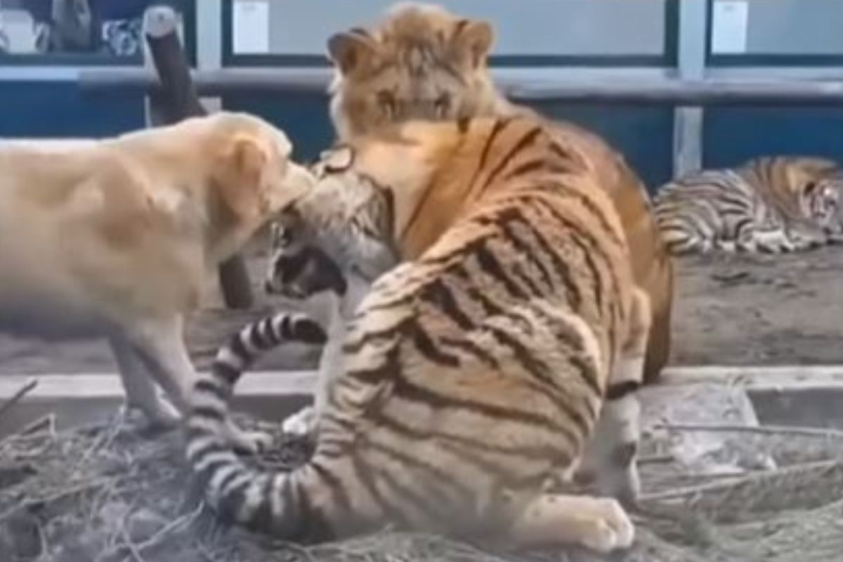 इवल्याशा कुत्र्यासमोर वाघ आणि सिंहाचीही हवा टाईट; श्वानानेच हल्ला करून पळवून लावलं, मजेशीर VIDEO