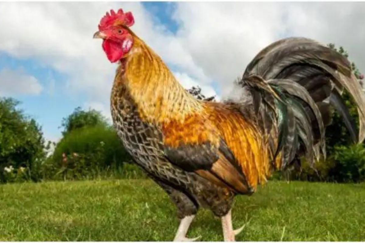 प्रतिकात्मक फोटो