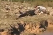 मगरीसोबत पंगा घेताच घडली अद्दल; जबड्यात हात अडकताच झाली वाईट अवस्था, VIDEO मगरीसोबत पंगा घेताच घडली अद्दल; जबड्यात हात अडकताच झाली वाईट अवस्था, VIDEO