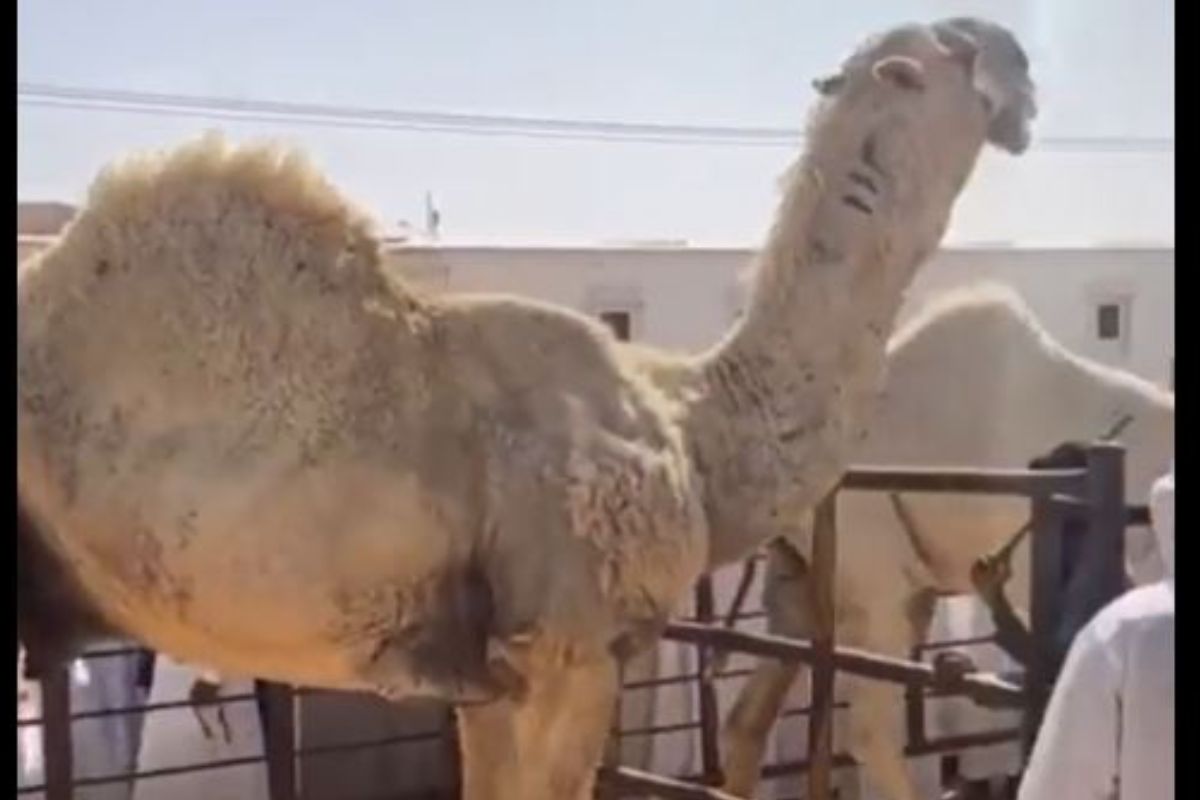 OMG! 14 कोटीला विकला गेला एक उंट; असं काय आहे खास? पाहा VIDEO
