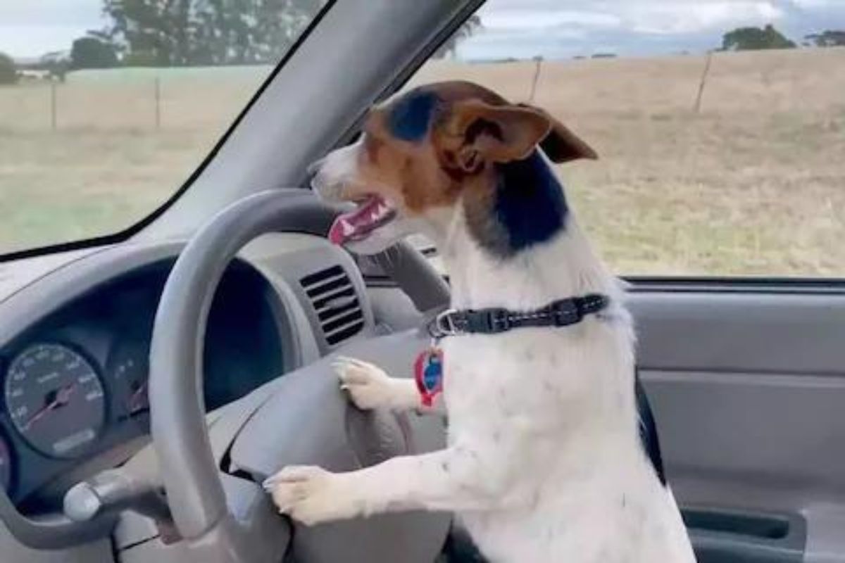 मालकासाठी काहीही! चक्क कार चालवताना दिसला श्वान; VIDEO पाहून बसणार नाही डोळ्यांवर विश्वास