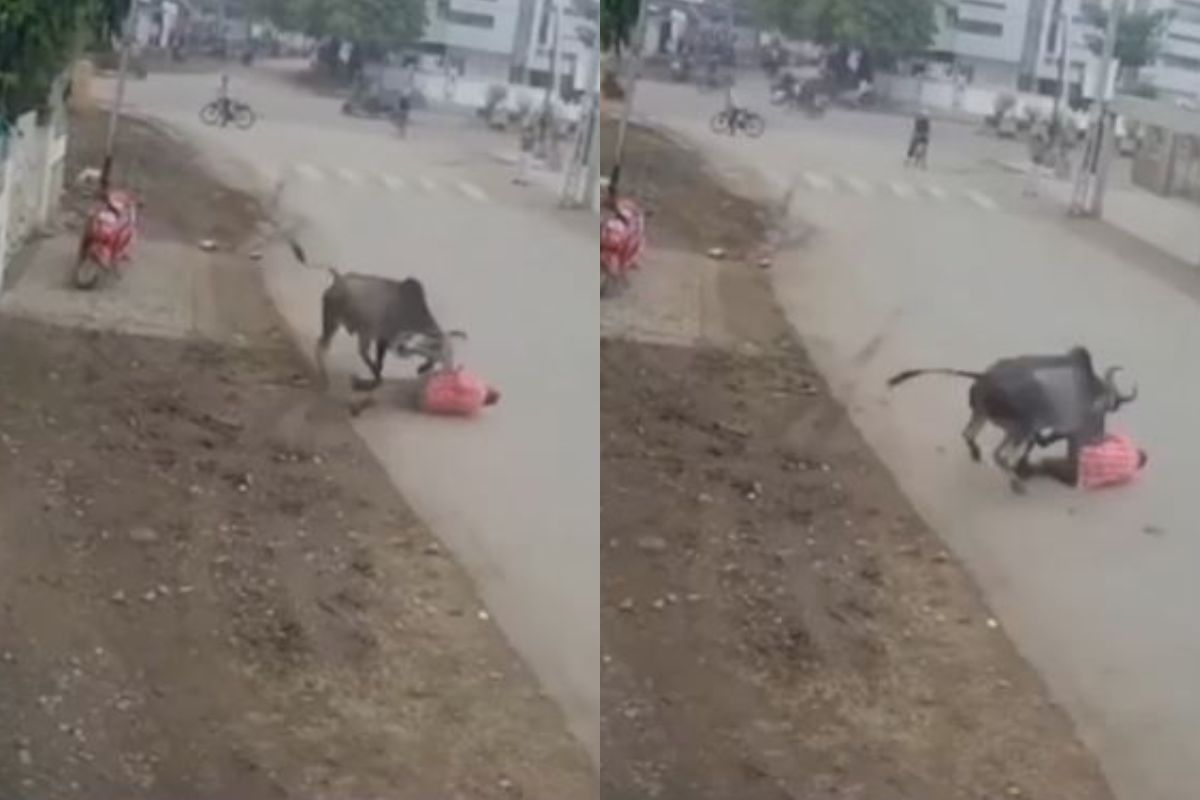 गेटमधून बाहेर येताच वळूने शिंगावर उचललं; मग जमिनीवर आपटून पायांनी तुडवलं, थरारक VIDEO