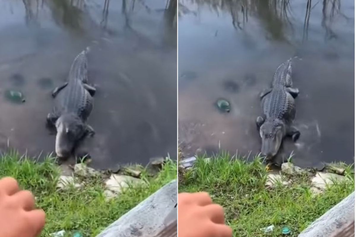 इवल्याशा कासवाने केली मगरीच्या जबड्यातील घास हिसकावण्याची हिंमत; पुढे काय झालं पाहा, VIDEO