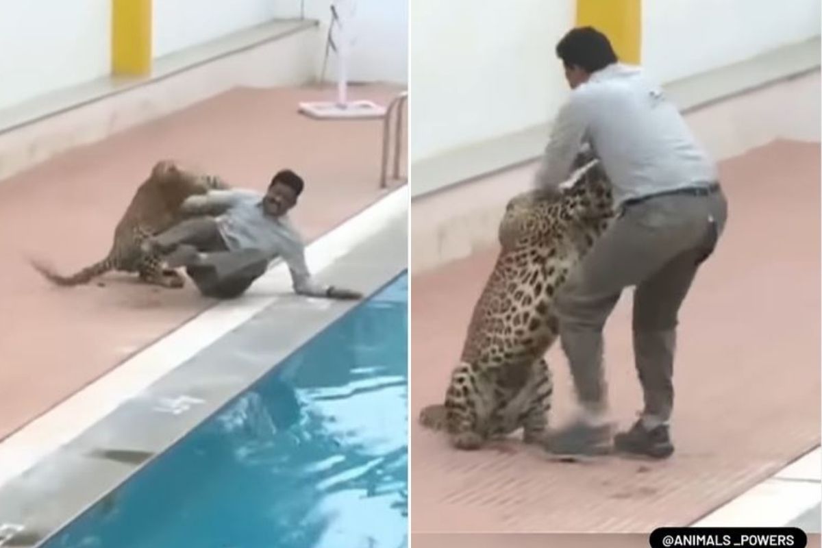 VIDEO: मागून येत हिंस्त्र बिबट्याचा व्यक्तीवर हल्ला; कॅमेऱ्यात कैद झाली थरकाप उडवणारी घटना, पुढे काय झालं पाहा