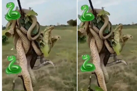झाडाच्या फांदीवर चढण्यासाठी डझनभर किंग कोब्रा आपसात भिडले, अंगावर काटा आणणारा VIDEO