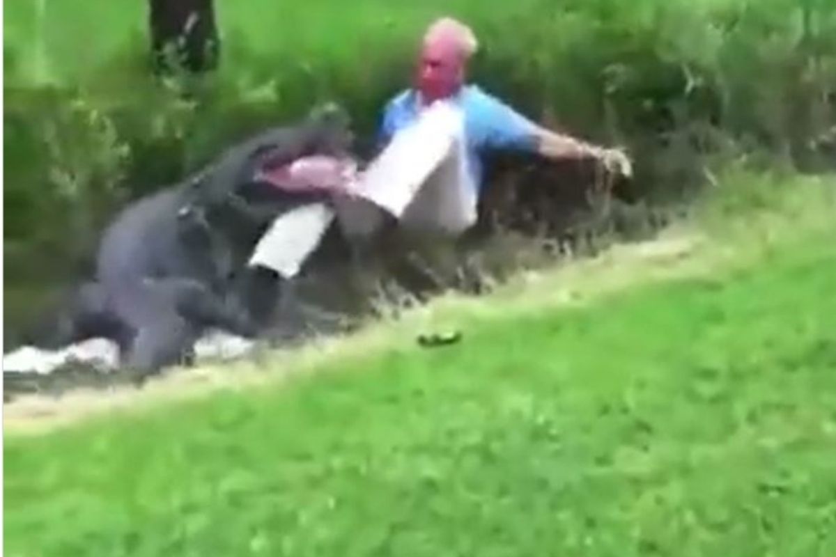 मगरीला पकडण्याच्या प्रयत्नात असलेल्या व्यक्तीला घडली आयुष्यभराची अद्दल, घटनेचा Shocking Video