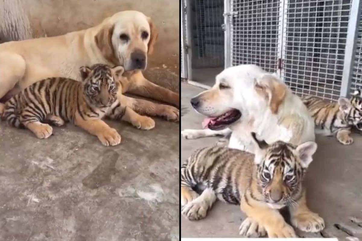 आईप्रमाणे जीव लावून वाघिणीच्या बछड्यांना अंगावर खेळवतोय हा श्वान; कारण वाचून व्हाल भावुक, पाहा VIDEO