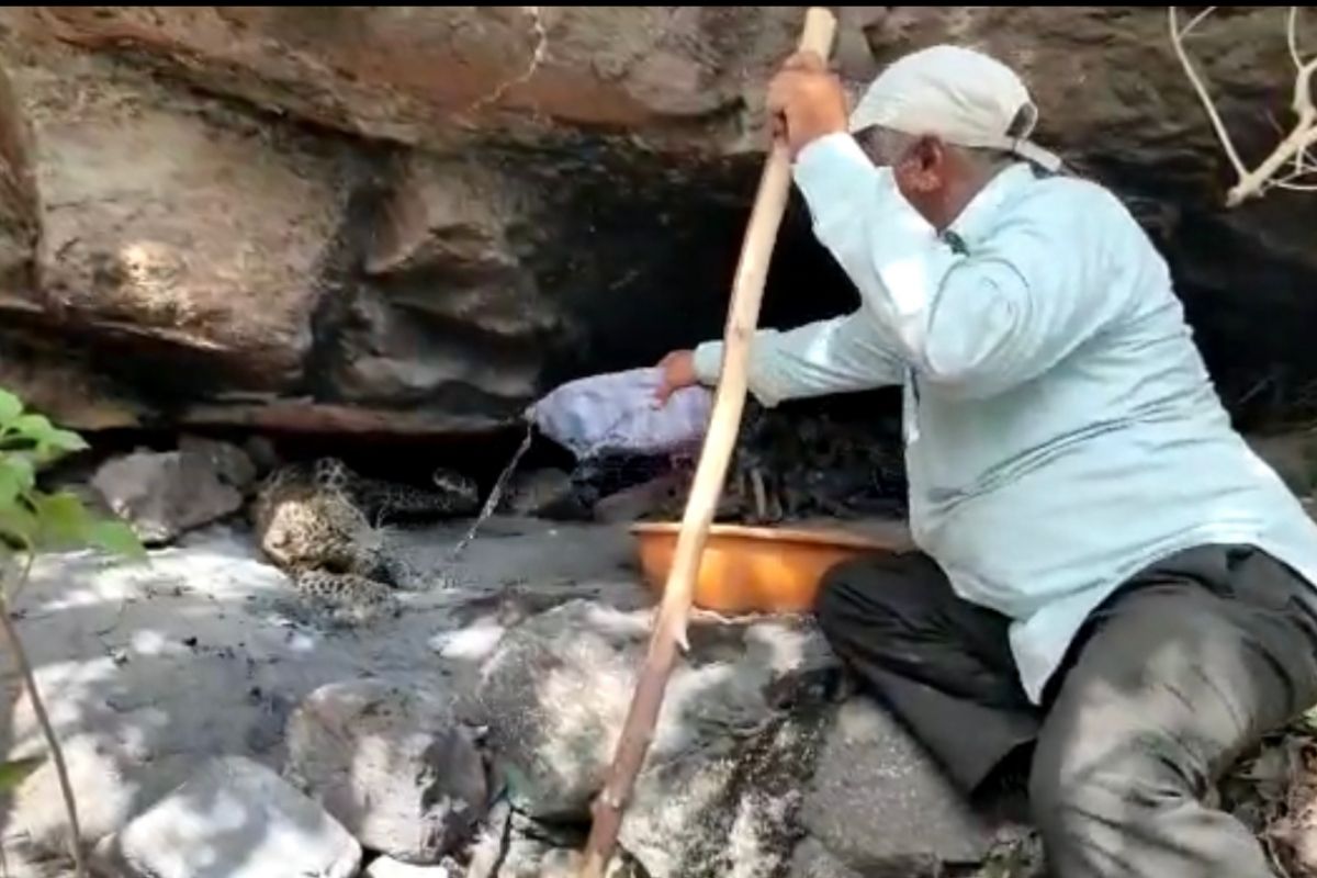 तहानलेल्या बिबट्याच्या बछड्यांना बाटलीने पाजलं पाणी; अहमदनगरमधील वनकर्मचाऱ्याचा Video Viral