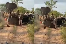 जंगल फिरण्यासाठी गेलेल्या पर्यटकांच्या गाडीवर हत्तीचा हल्ला; Shocking Video