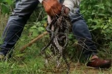 अजगराला अंडी उबवता यावीत म्हणून कंपनीचा निर्णय; 54 दिवस थांबवलं महामार्गाचं काम अजगराला अंडी उबवता यावीत म्हणून कंपनीचा निर्णय; 54 दिवस थांबवलं महामार्गाचं काम