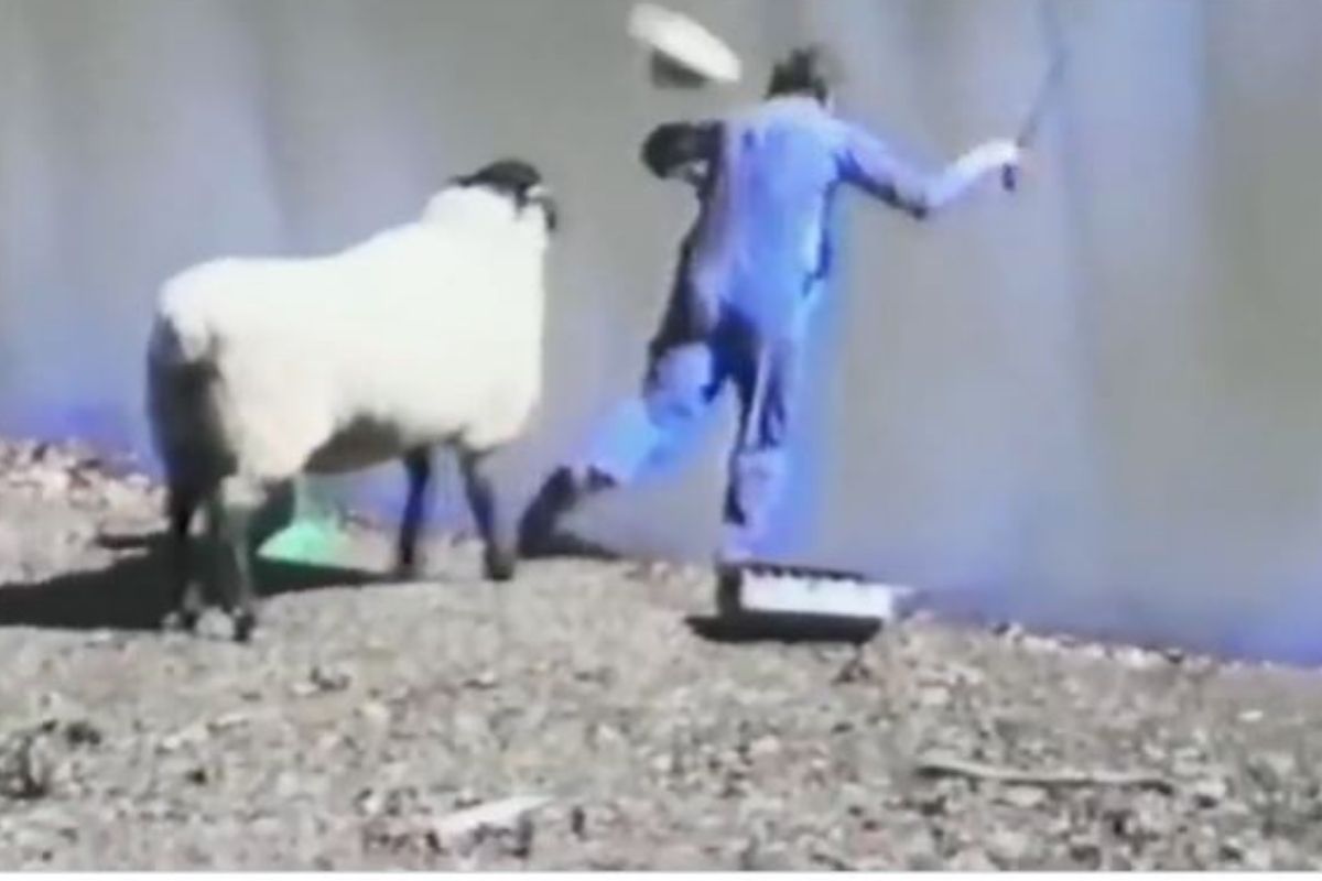 मागून येत मेंढीनं इतक्या जोरात धडक दिली की थेट पाण्यात कोसळला व्यक्ती, Shocking Video