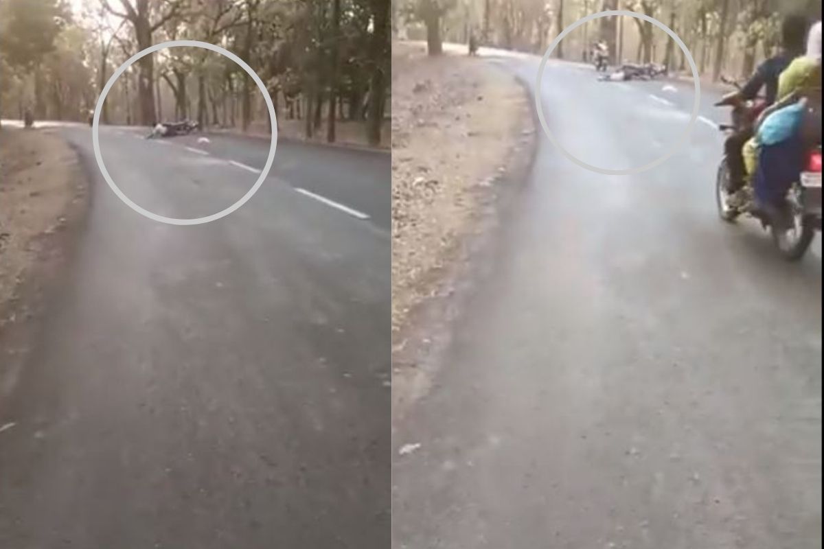 रस्ता ओलांडणाऱ्या हरणाची दुचाकीला धडक; चालक उडून खाली पडला, अपघाताचा Live Video