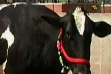 गाय खरेदी करताना तुम्हाला ‘या’ गोष्टींचे पालन करा नफ्यात रहाल गाय खरेदी करताना तुम्हाला ‘या’ गोष्टींचे पालन करा नफ्यात रहाल