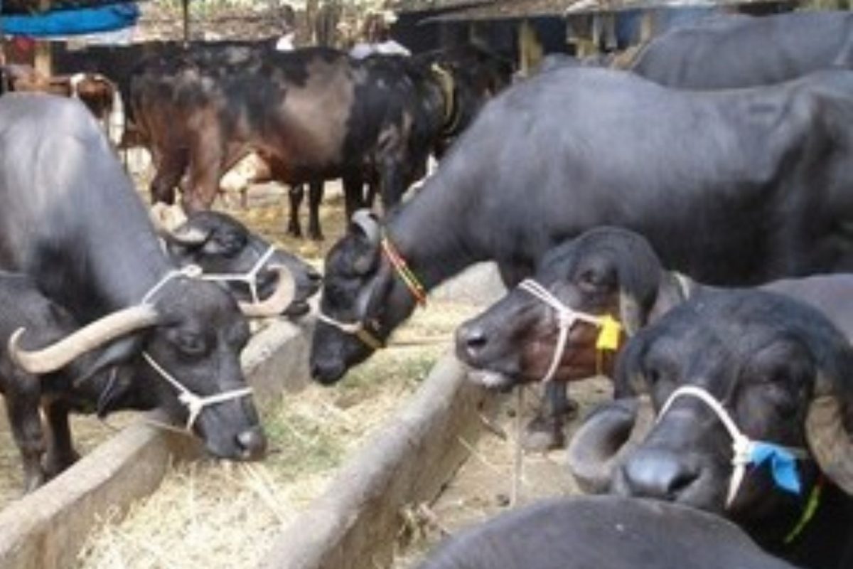 cows, buffaloes, goats fund : युवा शेतकऱ्यांसाठी केंद्र सरकारची नवी योजना; पशुपालनासाठी देणार लाखोंचं अनुदान
