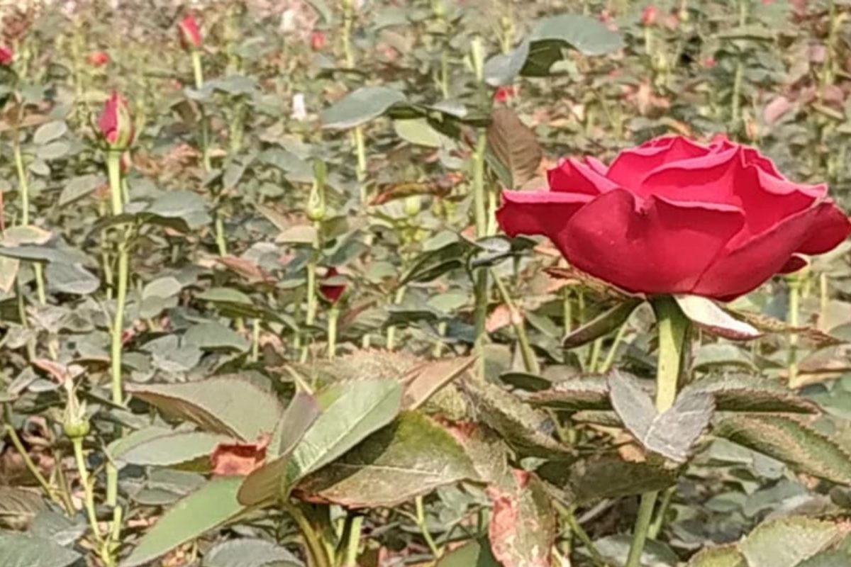 Rose Farming : साधी सोपी कमी कष्टाची गुलाबाची शेती करा आणि लाखो कमवा