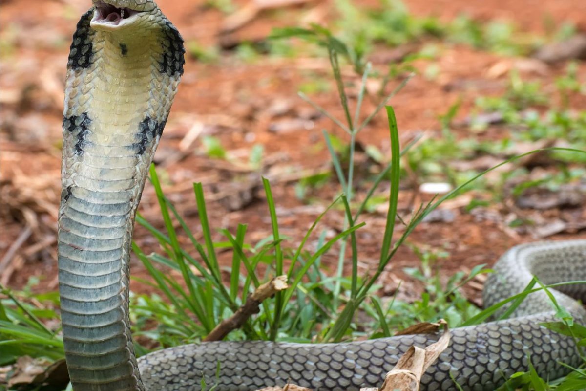 अरारारा खतरनाक! सोलापूर जिल्ह्यातल्या ‘या’ गावात चक्क घरोघरी पाळतात किंग कोब्रा