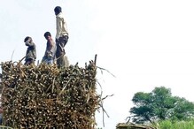 मान्सून तोंडावर असताना राज्यात 23 लाख टन ऊस गाळपाविना, जूनपर्यंत कारखाने चालणार मान्सून तोंडावर असताना राज्यात 23 लाख टन ऊस गाळपाविना, जूनपर्यंत कारखाने चालणार