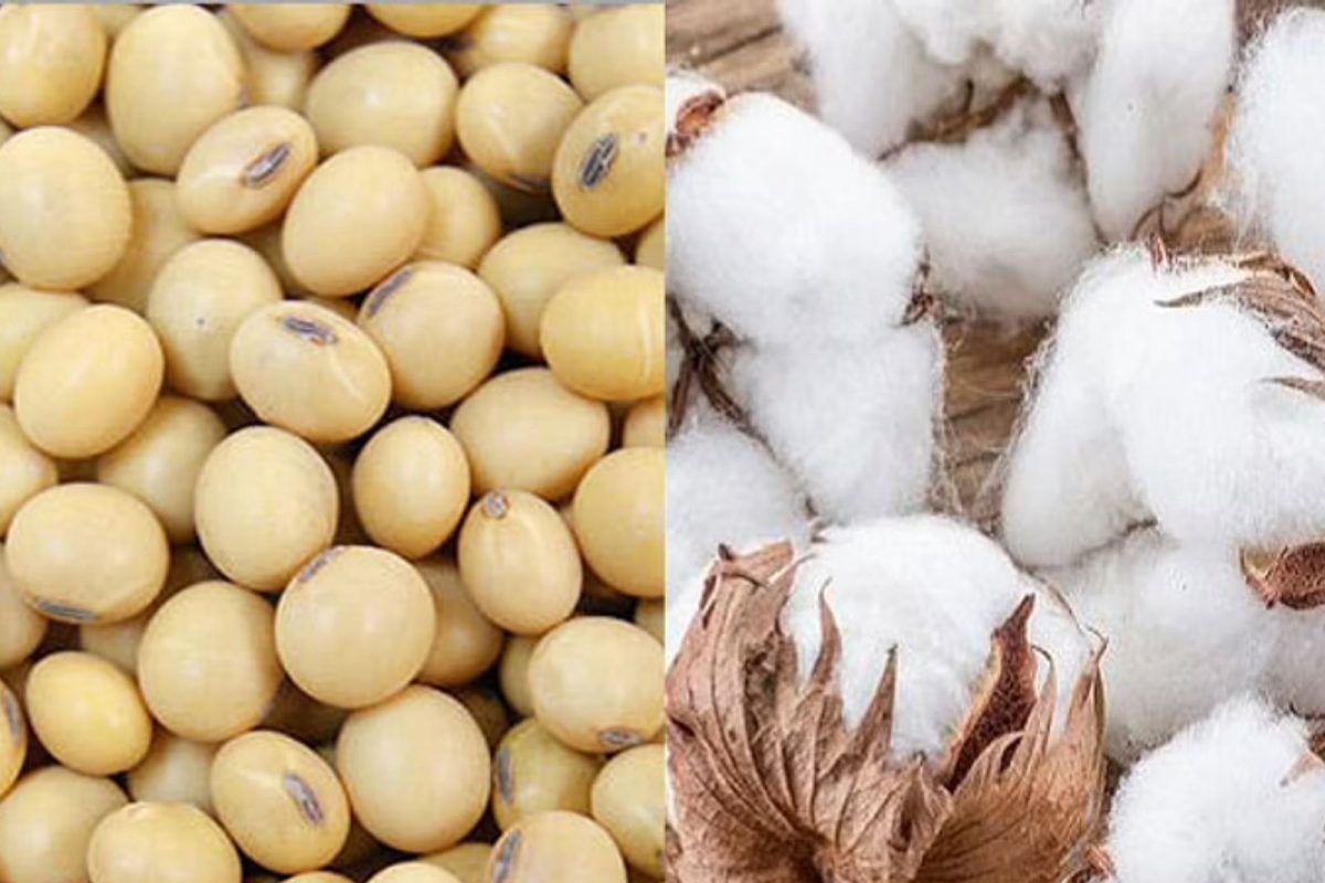 Cotton, soybean production : कापूस, सोयाबीन उत्पादन वाढविण्यासाठी एक हजार कोटींच्या निधी मंजूर