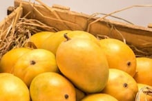 kolhapur : कोल्हापूर जिल्ह्यात 'या' काळात उत्पादक ते ग्राहक थेट हापूस आंब्याची विक्री