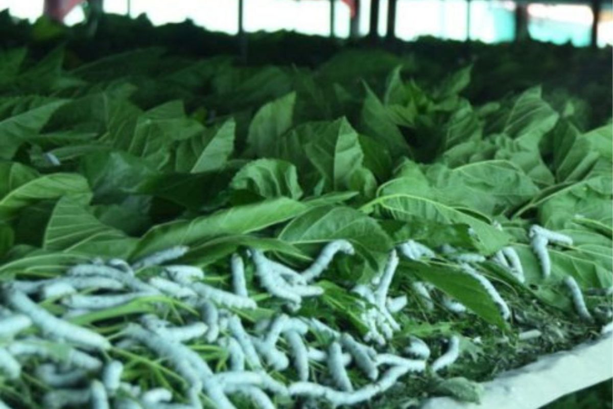 silk farming - पुणे जिल्ह्यातल्या 'या' तालुक्यात सुरू आहे रेशमाची शेती; लाखोंची उलाढाल करतोय शेतकरी