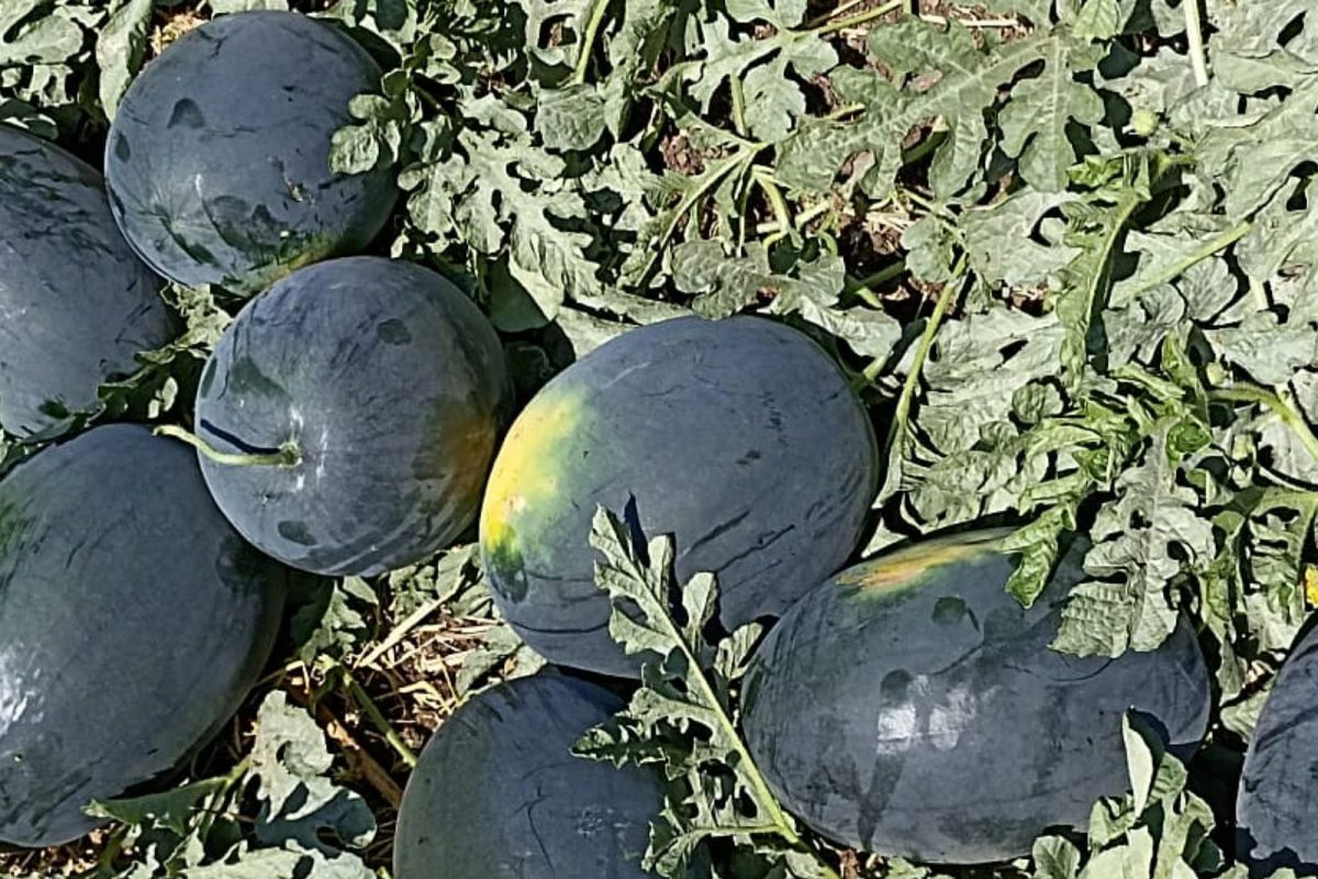 Nashik : शेतकरी हताश! सीझनच्या सुरुवातीला भाव खाणारं कलिंगड जनावारांना घालण्याची वेळ