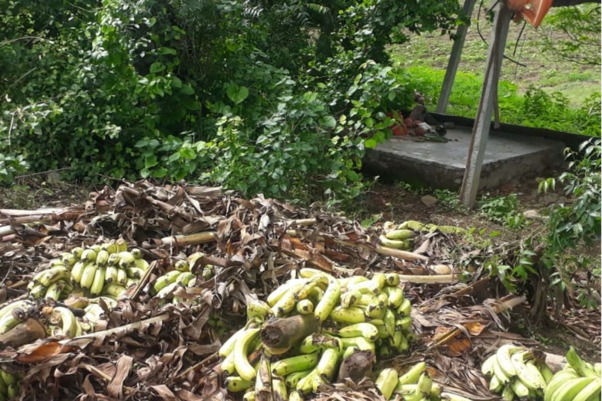 Ground Report : Heat Wave मुळे उभं पीक करपलं आणि भारनियमनामुळे वावर पाण्याविना; विदर्भातल्या शेतकऱ्यांची होरपळ