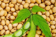 Soybean farming : सोयाबीन शेतीतून बक्कळ पैसा कमवायचाय? तर बातमी तुमच्यासाठी