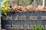 ताडोबाला जायचा प्लॅन करताय? सावधान, Online Booking करण्याआधी हे वाचा