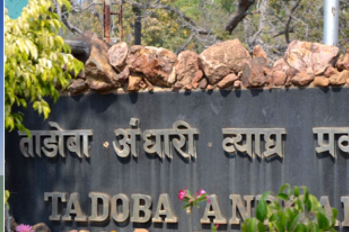 Tadoba Sanctuary : ताडोबाला जायचा प्लॅन करताय? सावधान, Online Booking करण्याआधी हे वाचा