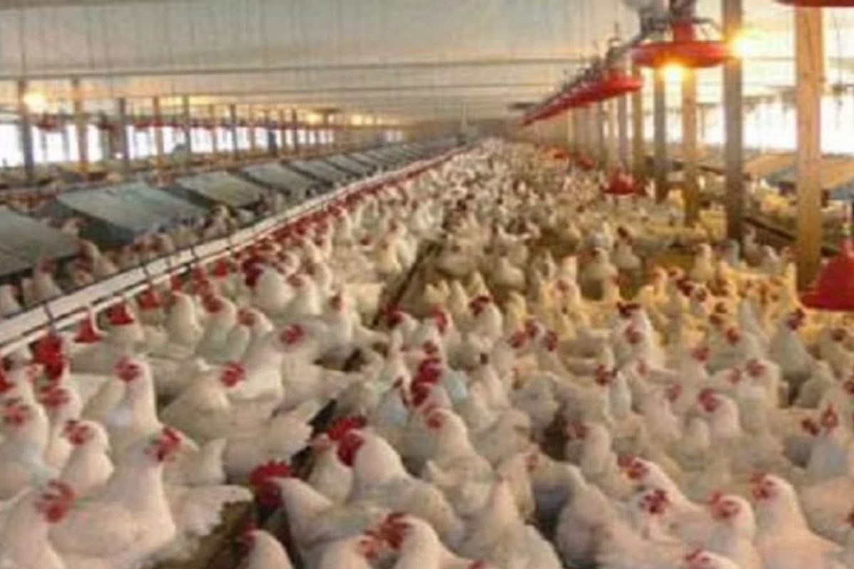 poultry fertilizer : रासायनिक खताला उत्तम पर्याय कोंबडी खत, उत्पादन होणार डबल