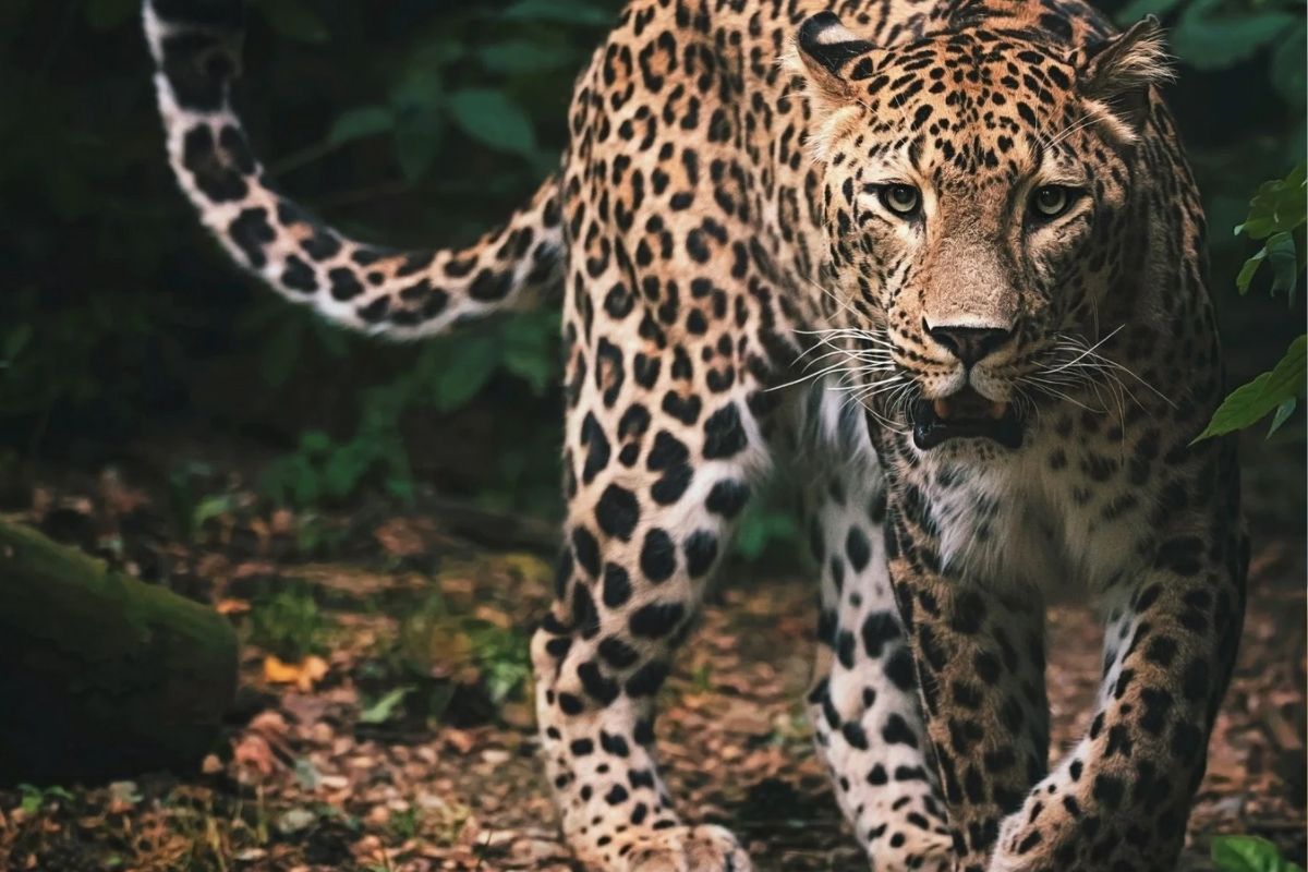 आपल्या लेकीचा मृतदेह पाहुन वाघ कुटुंबीयांवर दुखाचा डोंगर कोसळला.