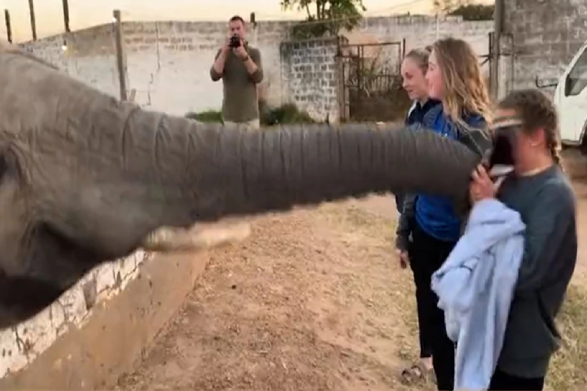 Viral Video: मुलीनं असं काही केलं की संतापला हत्ती, थेट सोंड उचलून केला धक्कादायक प्रकार