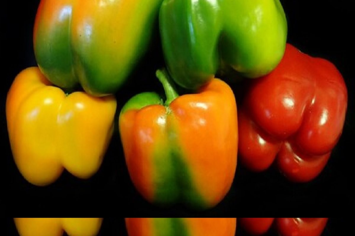 खरंच Capscium ही असते का मेल-फिमेल; ढोबळी मिरचीवरील उंचवटे नेमकं काय सांगतात?