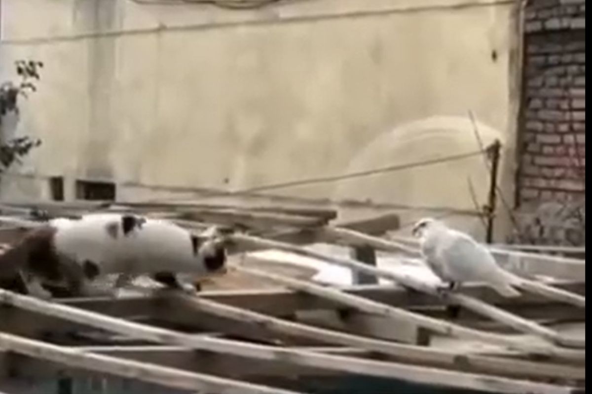 कबुतराची शिकार करण्यासाठी धावलं मांजर...पण...पुढे जे घडलं ते बघून वाटेल आश्चर्य; बघा VIDEO