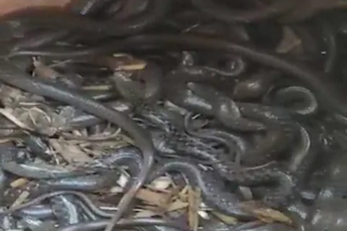 भीतीदायक! 90 हून अधिक कोब्रा पाहून बोबडी वळली, घरातच जुन्या भांड्यात आढळले विषारी साप