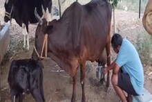 OMG! सडाखाली भांडं ठेवताच गाय आपोआप देते दूध; विश्वास बसत नाही तर पाहा हा VIDEO