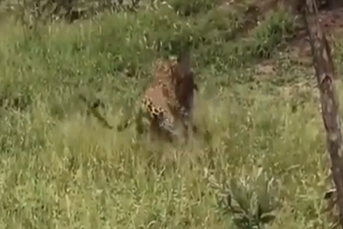 VIDEO - श्वानांसमोर शक्तिशाली बिबट्याचीही तंतरली; शिकार सोडून स्वतःचा जीव वाचवण्यासाठी धडपड
